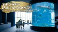 京都水族館の混雑状況を徹底解説！空いている時間やおすすめの回避策をご紹介