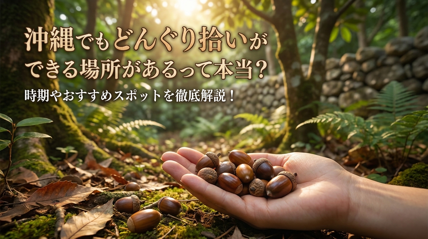 沖縄でもどんぐり拾いができる場所があるって本当?時期やおすすめスポットを徹底解説!