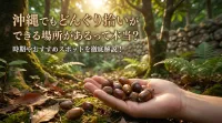 沖縄でもどんぐり拾いができる場所があるって本当？時期やおすすめスポットを徹底解説！
