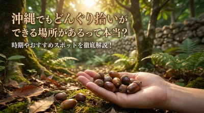 沖縄でもどんぐり拾いができる場所があるって本当？時期やおすすめスポットを徹底解説！